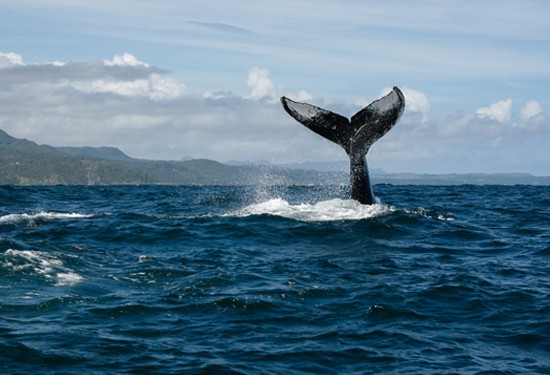 Samana Dominican Republic Best Whale Watching Tour.